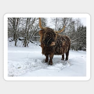 Scottish Highland Cattle Cow 2304 Sticker